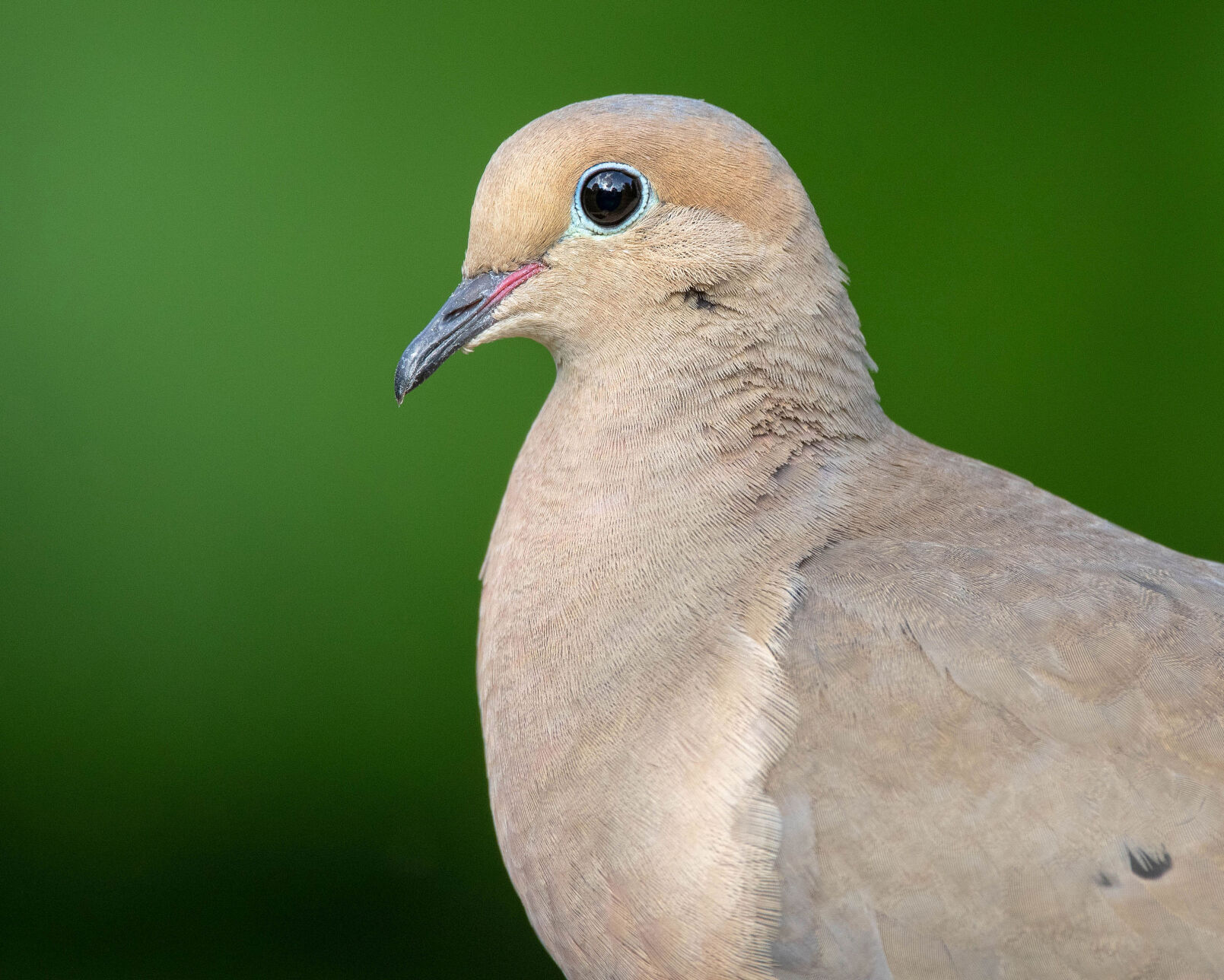 ETX Doves